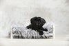 Pet Photo Shoot