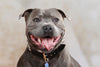 Pet Photo Shoot